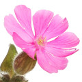 Campion Flower